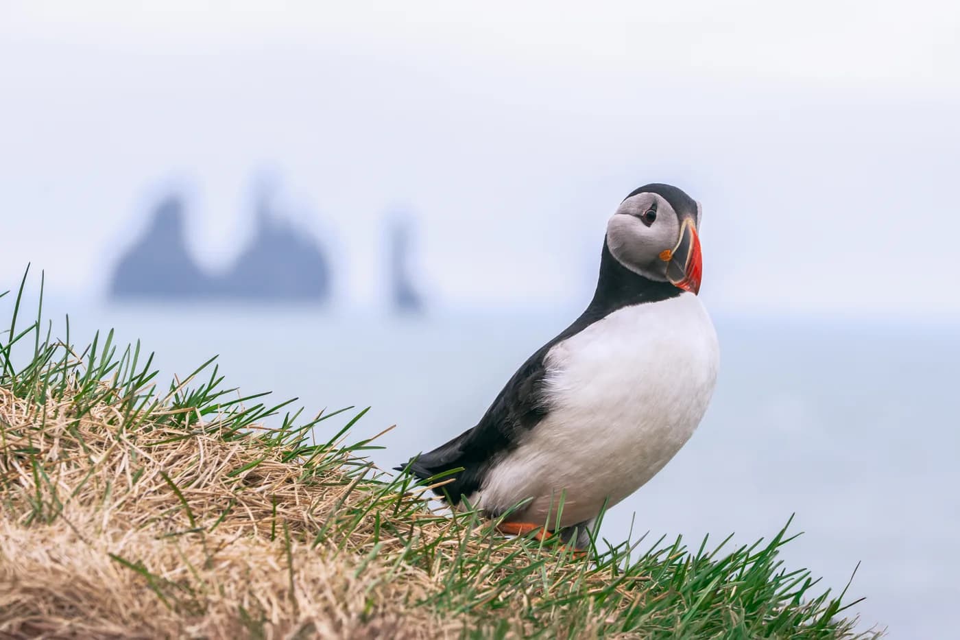 Frailecillo atlántico en los acantilados de Reynisfjall en verano, sur de Islandia