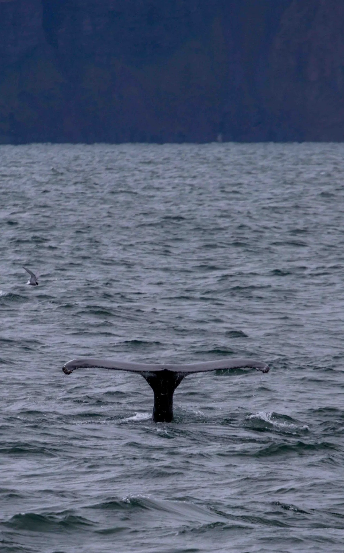 Cola de una ballena emergiendo del agua durante un avistamiento en Húsavík, norte de Islandia