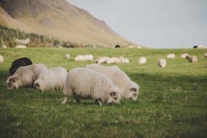 pexels joan costa 3379771 300x200 - Que ver en Islandia