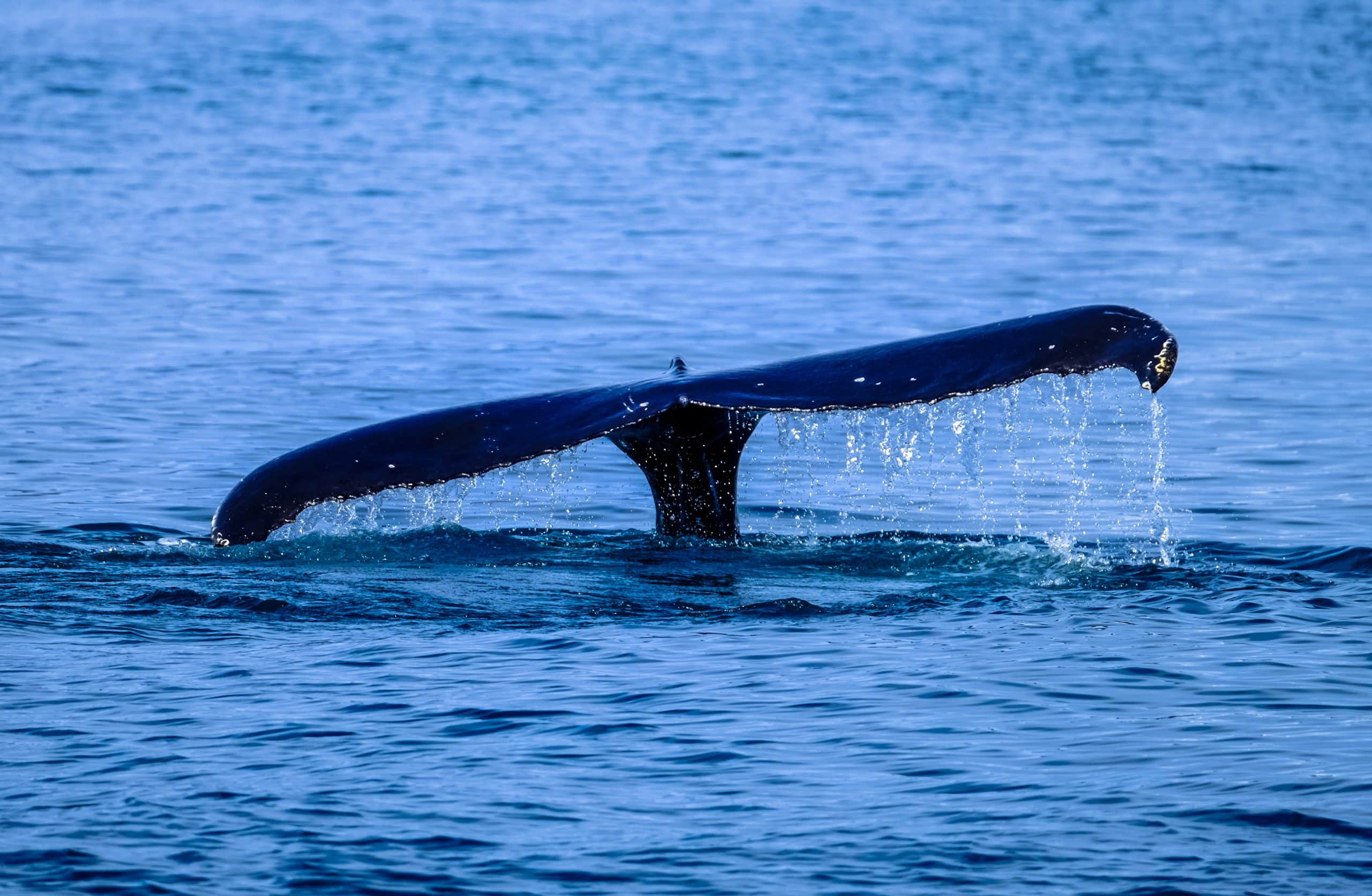 pexels francesco ungaro 464376 scaled - Ballenas en Islandia