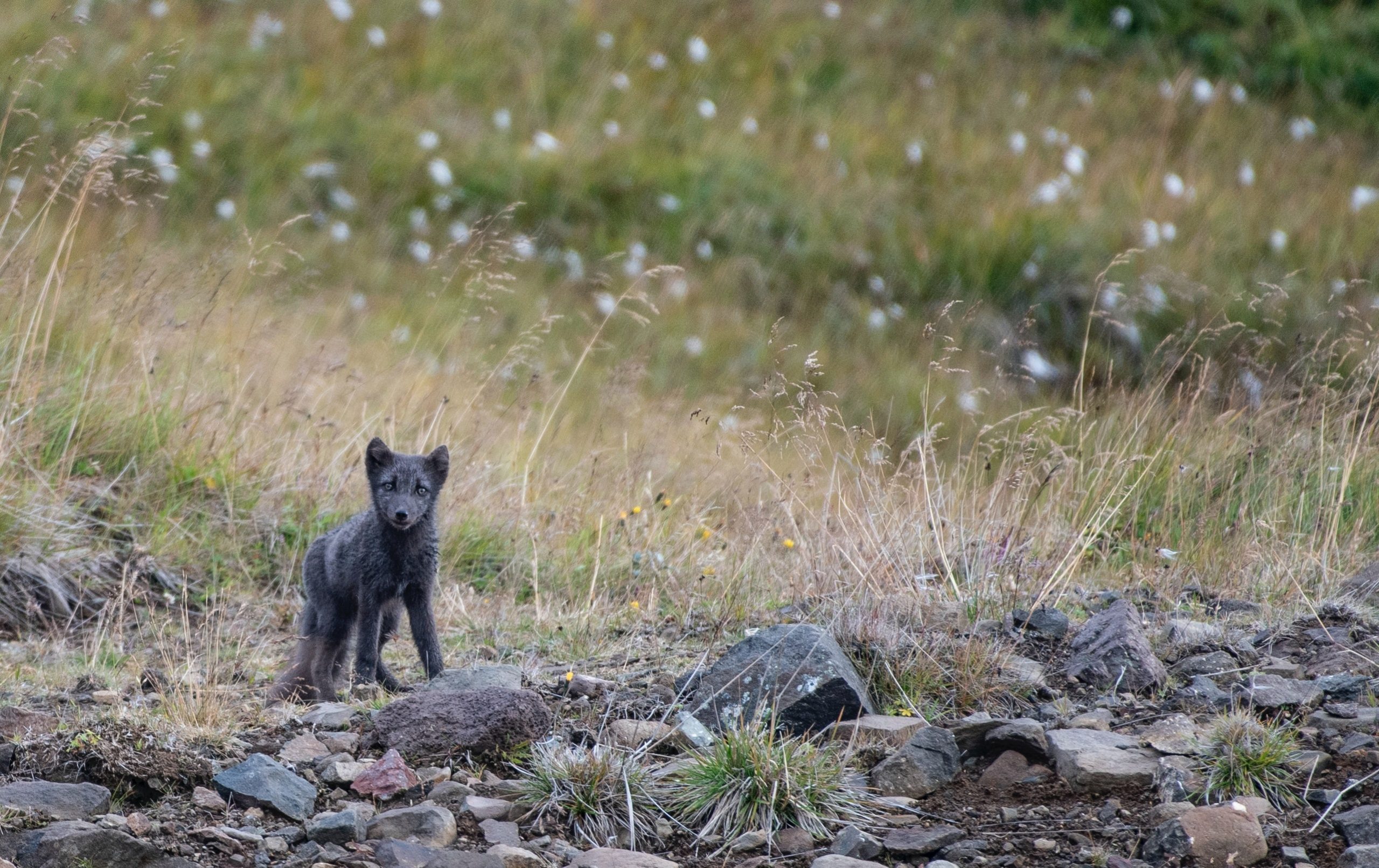 Fiordos de Islandia fauna