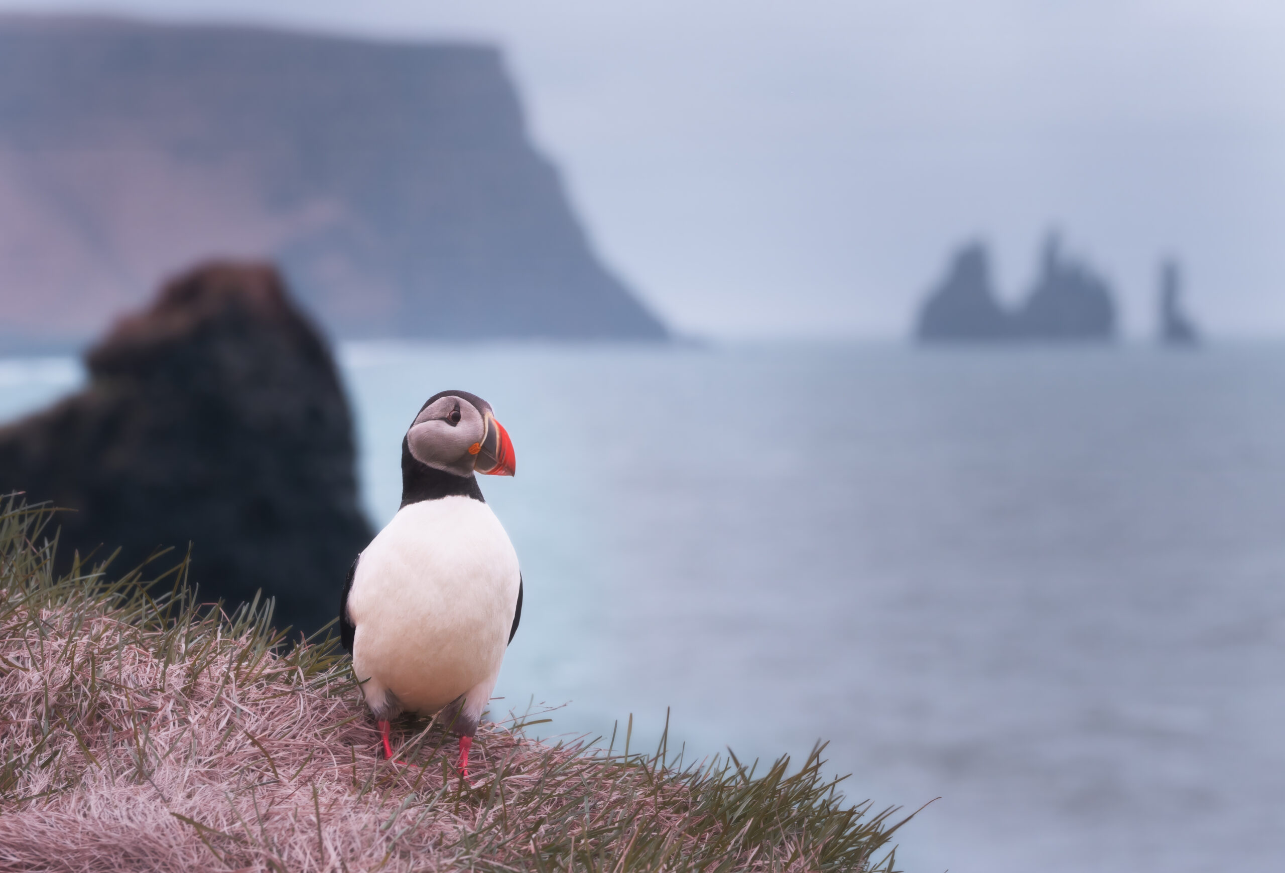 frailecillo reynisfjara reynisdrangar sur islandia puffin